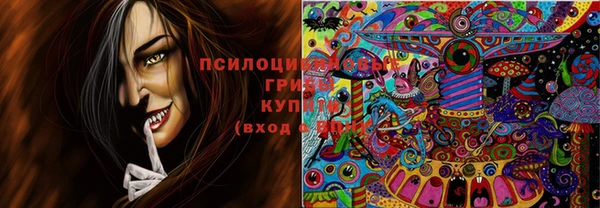 прущие грибы Баксан